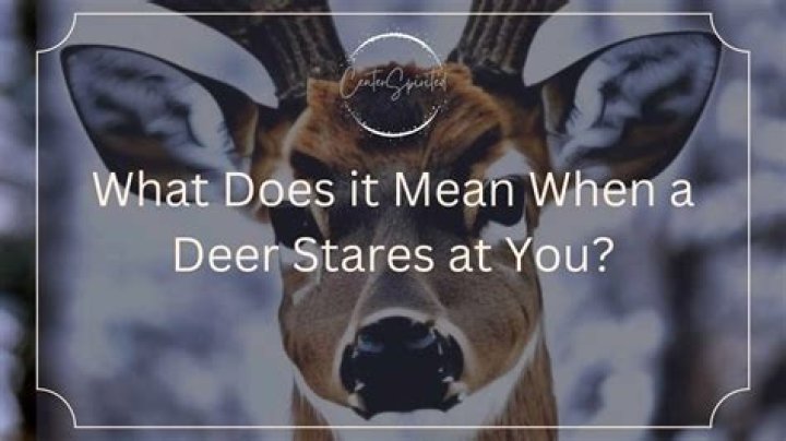 Why do deer stop and stare?