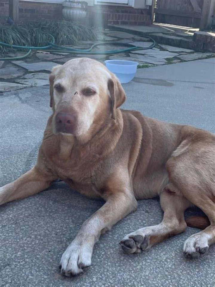 Why do dogs act like they are starving?