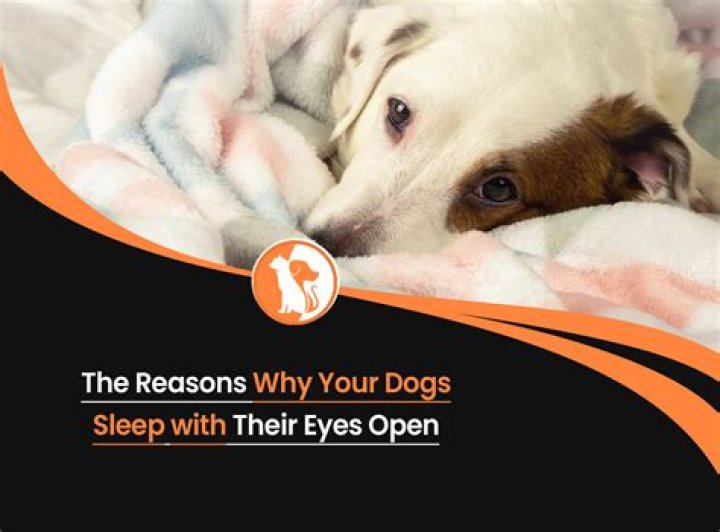Why do dogs close their eyes when you talk to them?