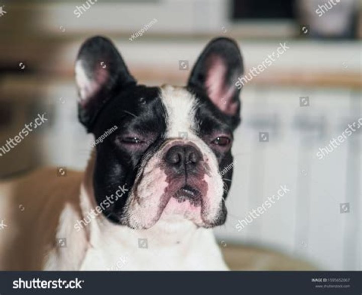 Why do dogs squint when you pet them?