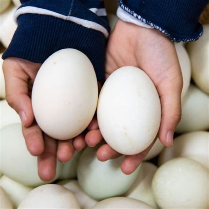 Why do duck eggs smell fishy?