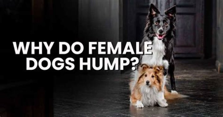 Why do female dogs nibble?