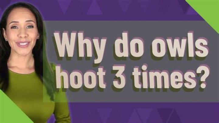 Why do owls hoot 3 times?