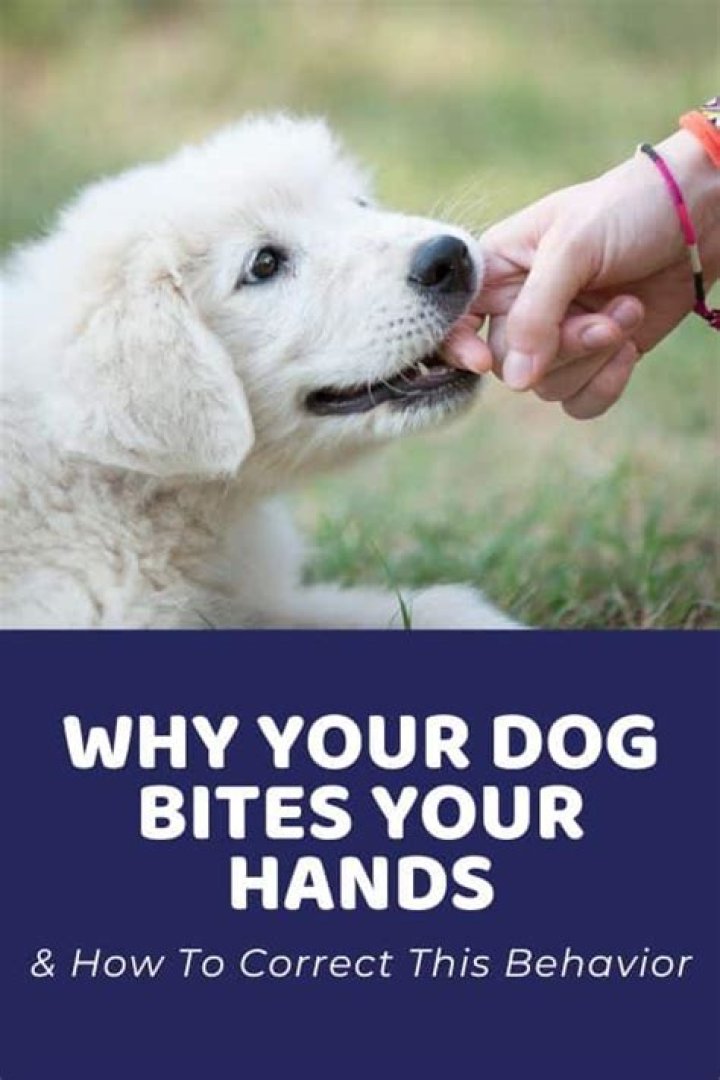 Why do puppies bite your hands?
