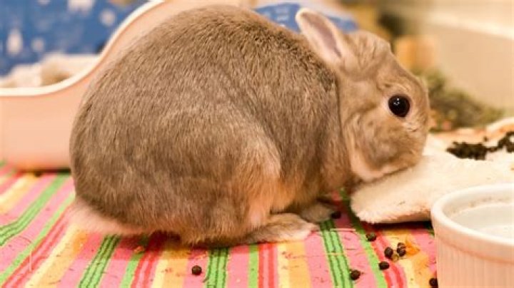 Why do rabbits eat their poop?
