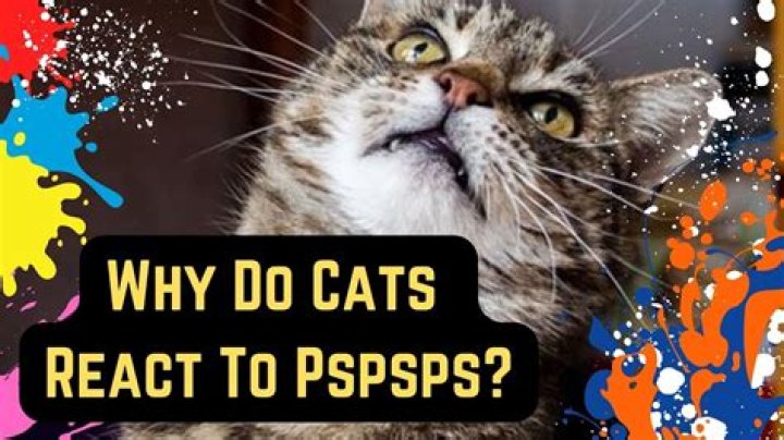 Why do we say Pspsps to cats?