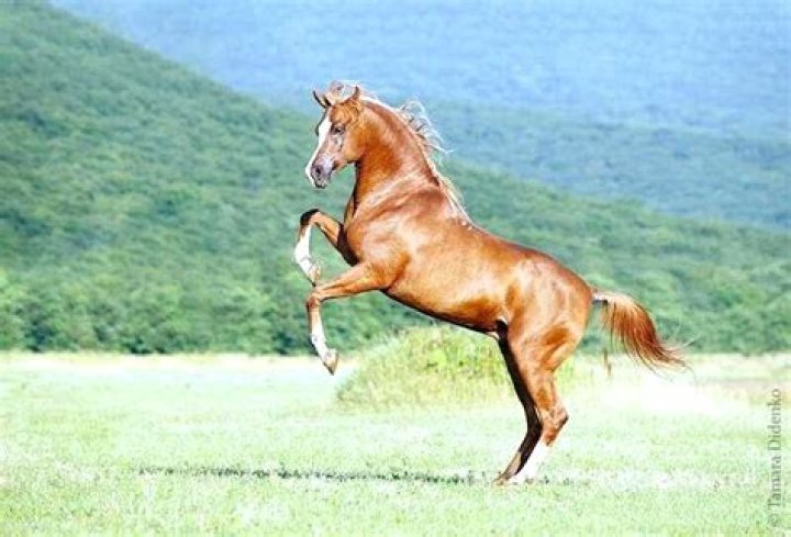 Why do you bury a horse facing East?