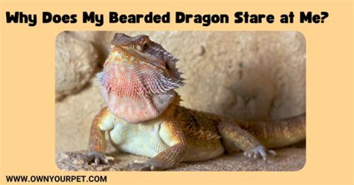 Why does my bearded dragon stare at me?