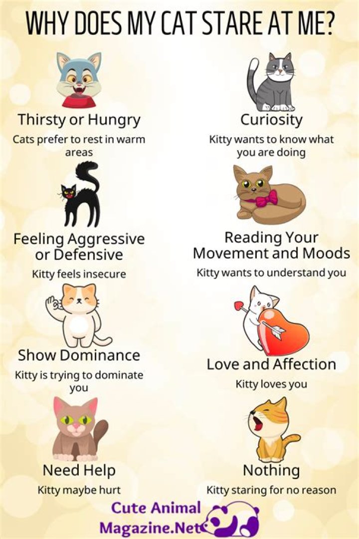 Why does my cat creepy stare at me?