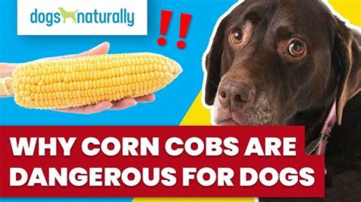 Why does my dog corn cob me?