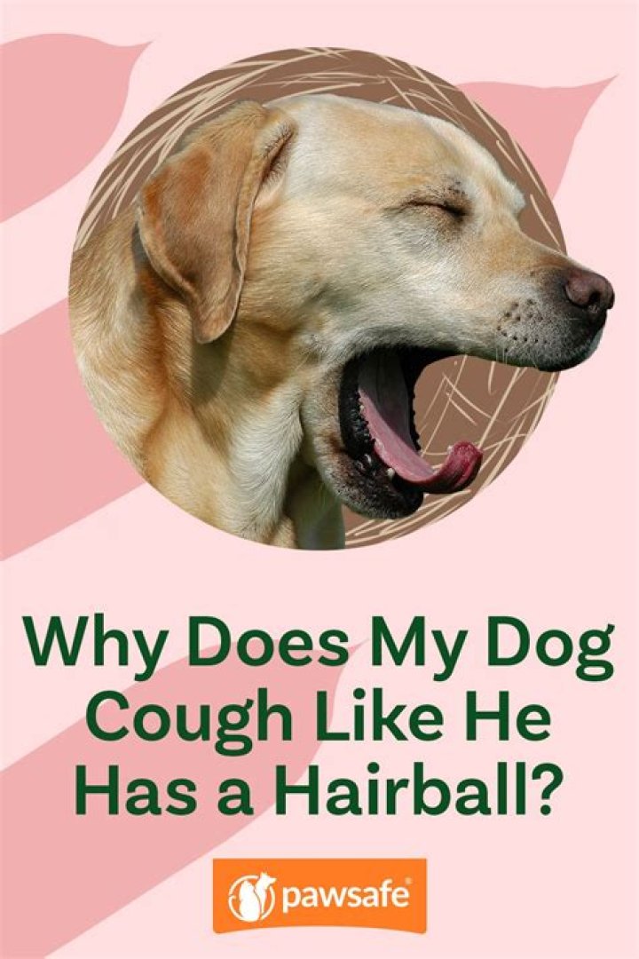 Why does my dog cough like he has a hairball?