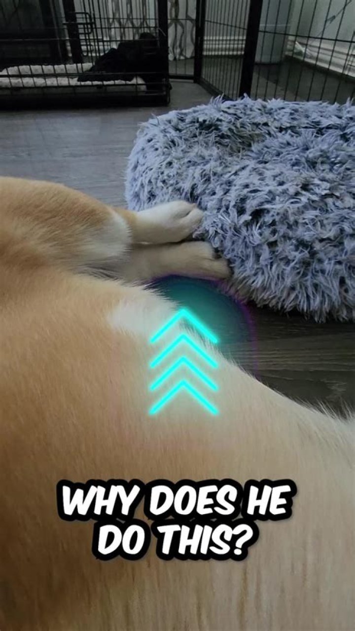 Why does my dog eat at midnight?