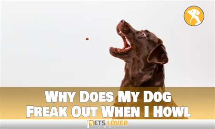 Why does my dog freak out in the middle of a walk?