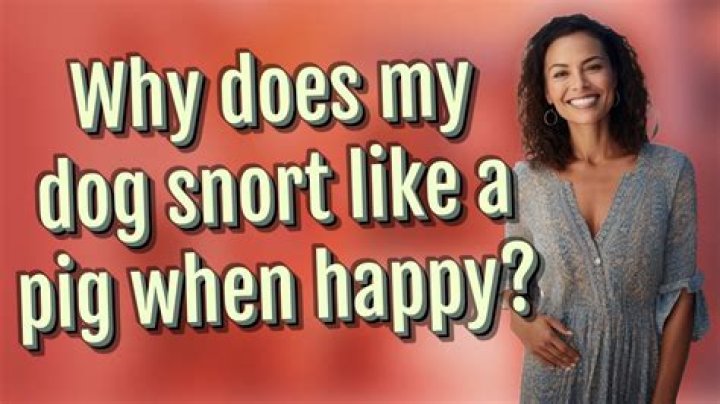 Why does my dog snort like a pig when happy?