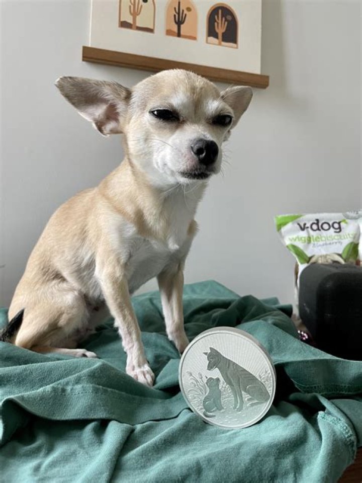 Why does my dog squint when I talk to her?