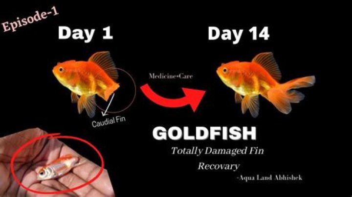 Why does my goldfish spit out his food?