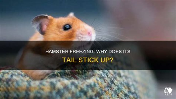 Why does my hamster freeze and stick her tail up?