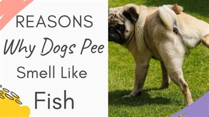 Why does my pee smell like fish?