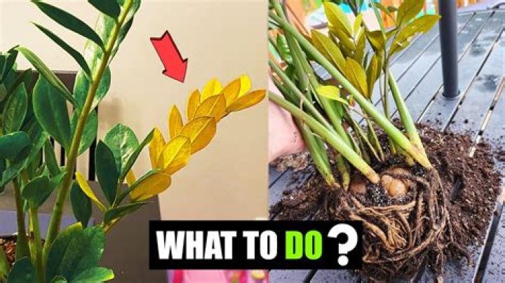 Why does my plant cry?