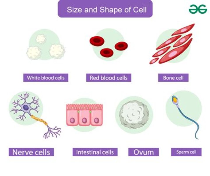 Why is cell size important to cells?