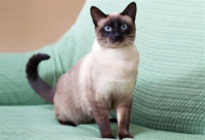 Why is it called Siamese?