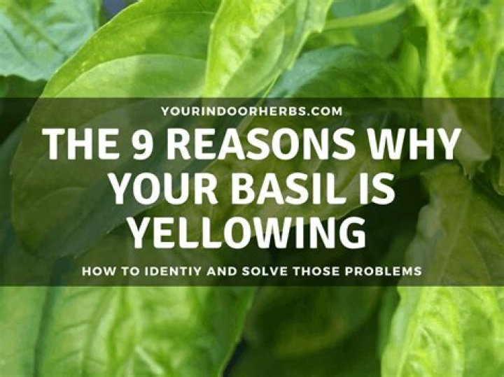 Why is my basil turning yellow?