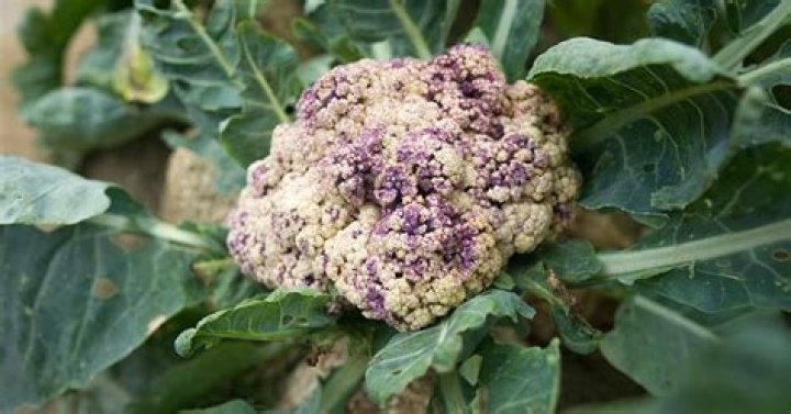 Why is my cauliflower purple inside?