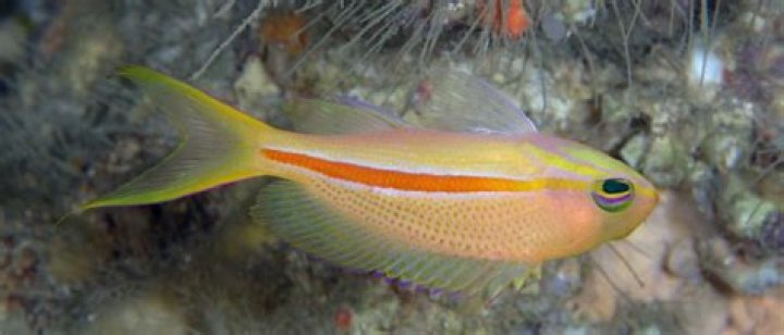 Why is my fish floating upside down but still alive?