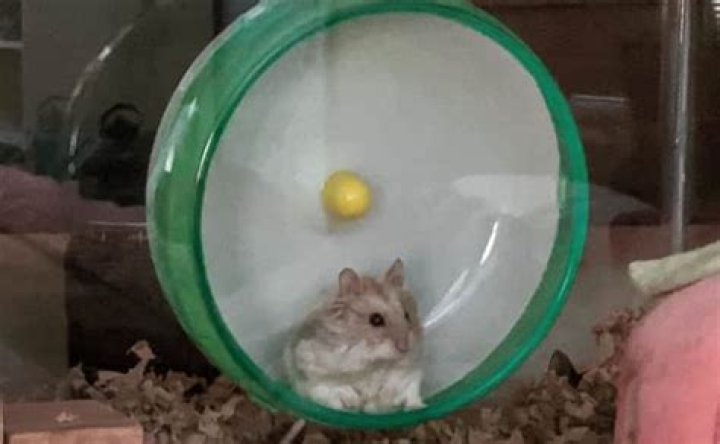 Why is my hamster lying on his wheel?