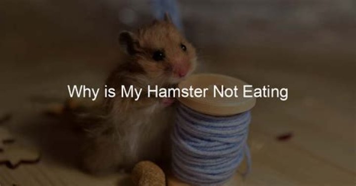 Why is my hamster not eating?