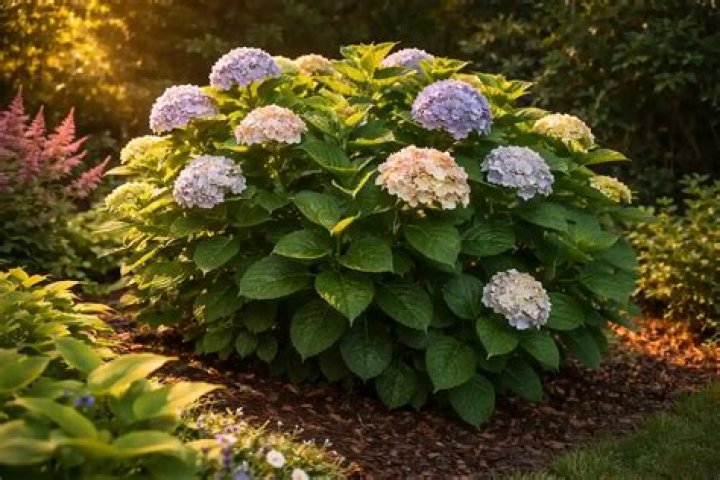 Why is my hydrangea not blooming?