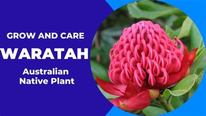 Why is the waratah the floral emblem for NSW?