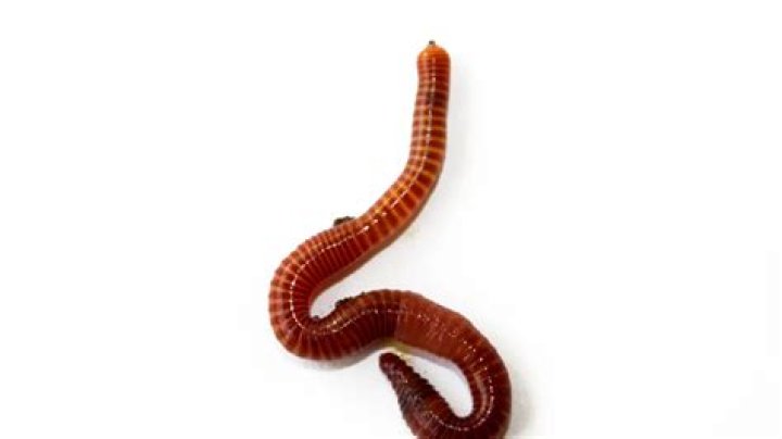 Why is there no worm tea?