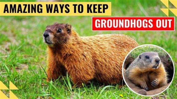 Will chicken wire keep out groundhogs?