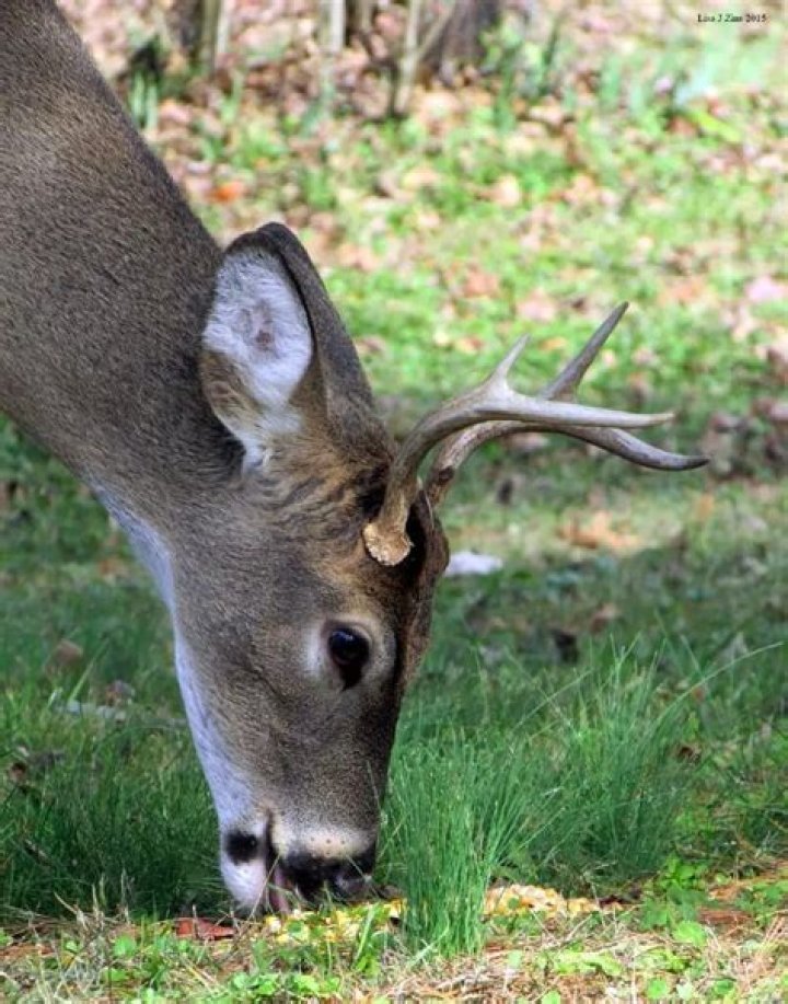 Will deer eat wet corn?
