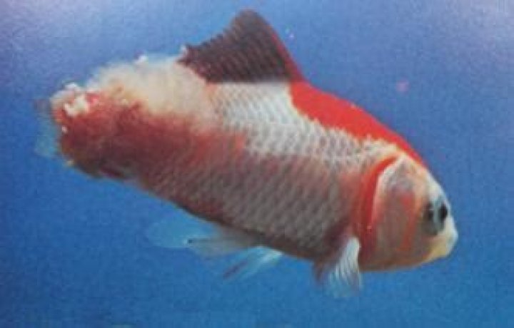 Will goldfish tail grow back after fin rot?