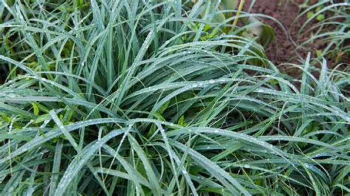 Will grass outcompete weeds?